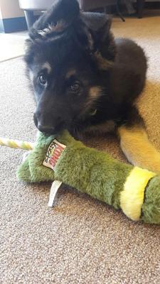 cute-overload:  Meet Freya! Baby German Shepherd.http://cute-overload.tumblr.com