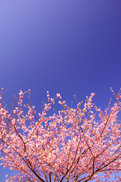 mitlas:  cherry tree (by takay)