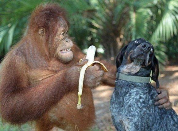 Orangutan’s Best Friend