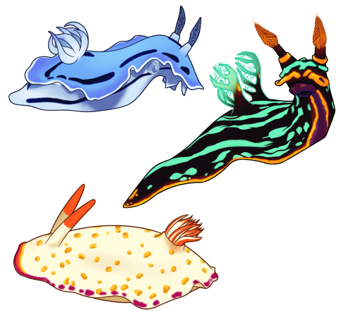 its nudibranch time baby. funky fresh flow fellas