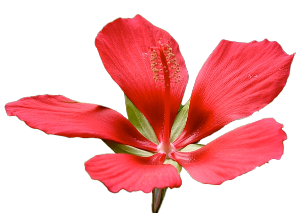 Hibiscus coccineus, CC image source https://plants.ces.ncsu.edu/plants/hibiscus-coccineus/