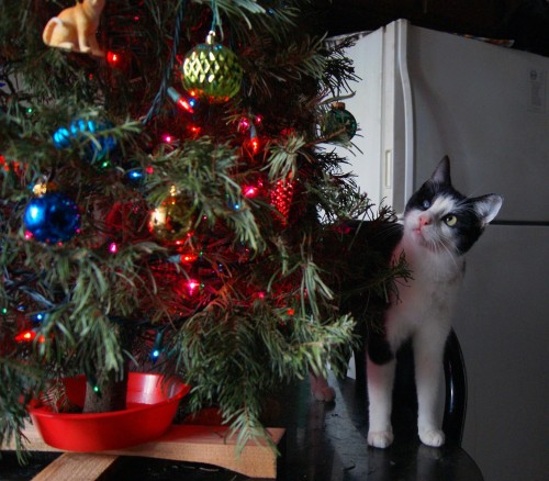 Time to take down the ornaments already(via maxeythecat)