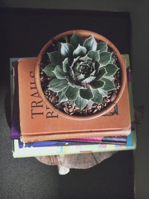 vampiresquidss:Some photos of the cute little book setup in our living room