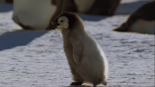 penguinlove1001:It’s Friday!!Today’s penguin post is a random collection of penguin gifs for you to 