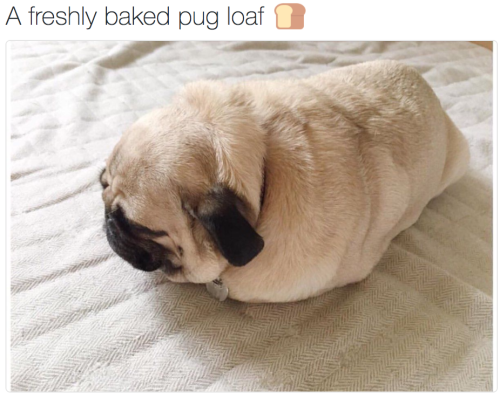 babyanimalgifs