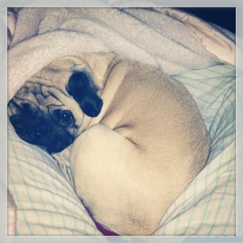 I give you the #puggy3000 ! With real warming and snoring action! Never be alone again, even in the 