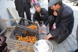 picking out apricots from the market - tashkurgan