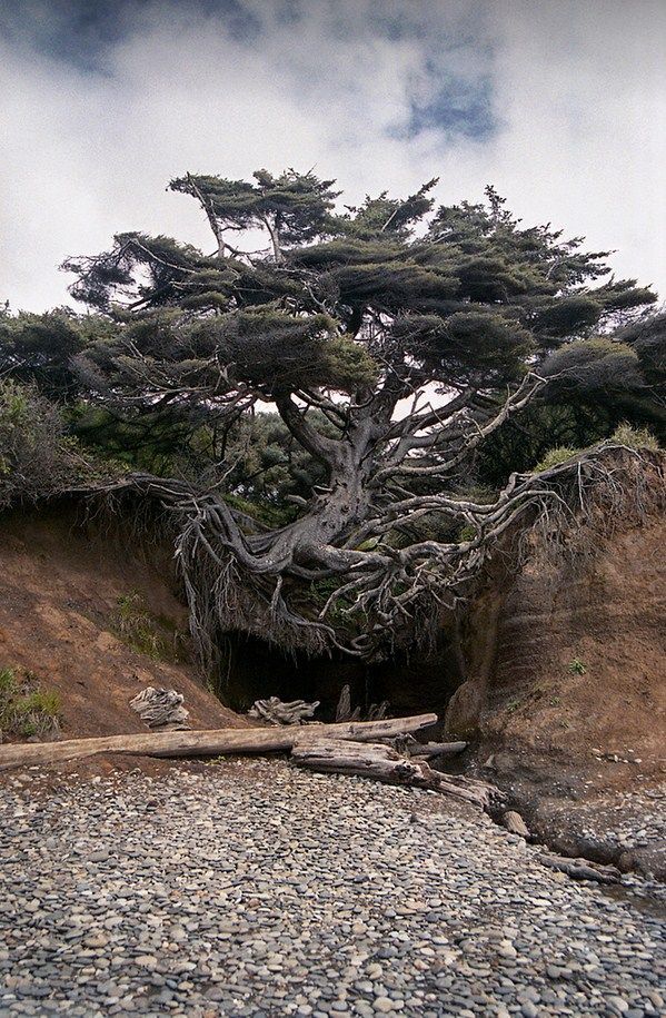 bonitavista:  Washington photo via enchanted 