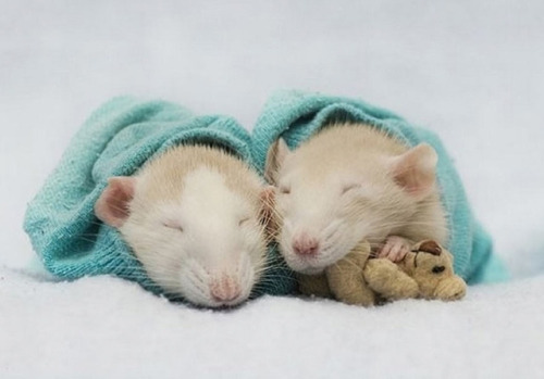 sixpenceee:Hello friends. Here are some pictures of rats cuddling with teddy bears if you’re having 