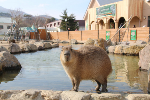 dailycapybara: カピバラ Capybara (by CapybaraJP) Visiting the beach