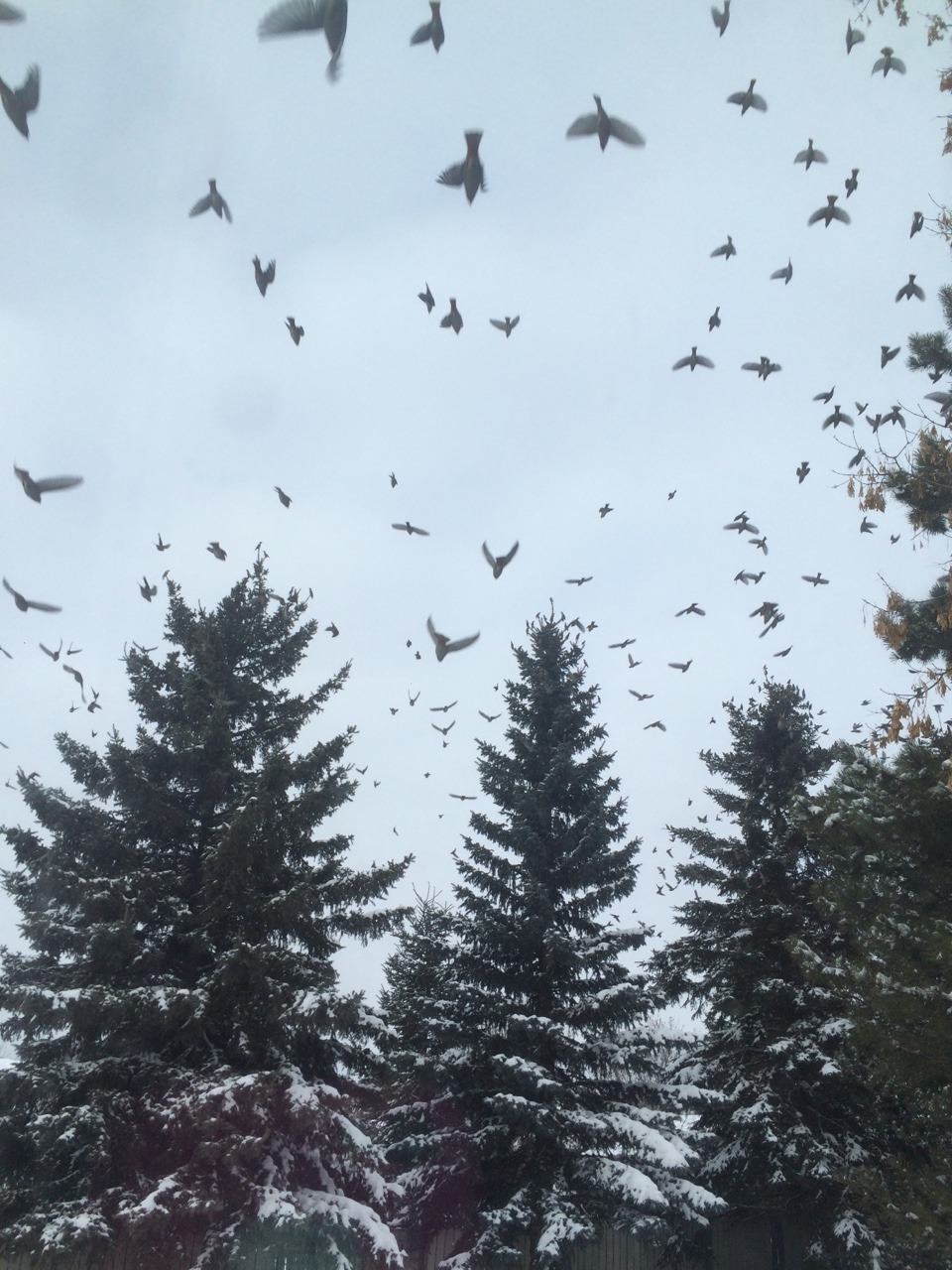 There were so many fucking birds outside my house and they all landed in my trees!!!