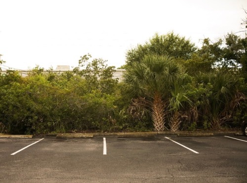 Florida Parking Lot. Lush.