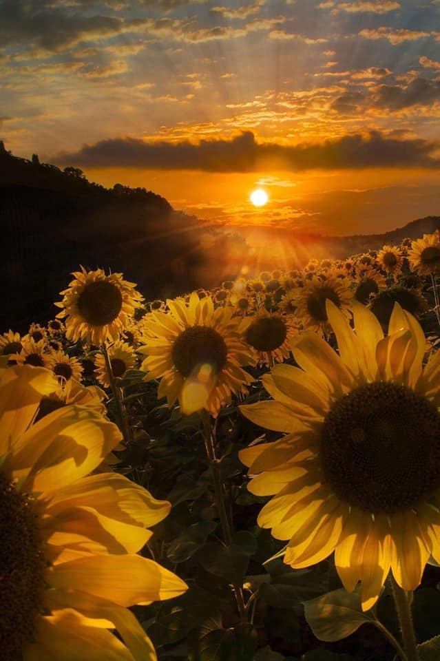 trasemc:  Sunflowers
