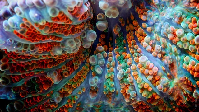 aestheticgoddess:  Coral by Felix Salazar 