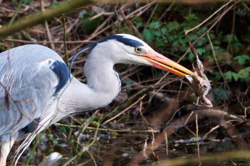 Drama at the pond or Dinner for a Grey Heron