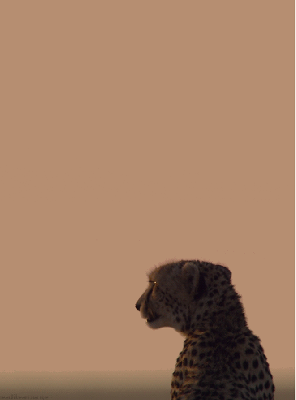 blackpearlsandcranberries:    