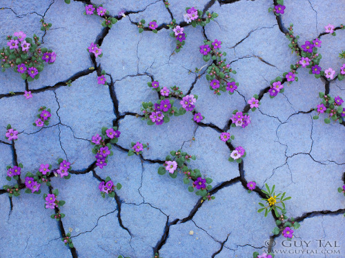 labelleabeille:Colourful flowers in Utah deserts by Guy Tal