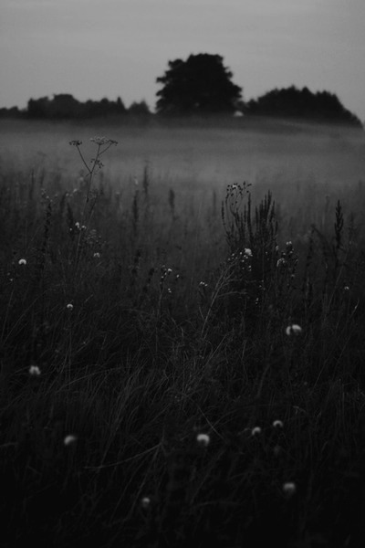 flies are waiting