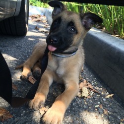 handsomedogs:  This is Weylin! My 9 week old Belgian Malinois. He is the most amazing thing to happen to me. He brightens up my day with his silly antics and his many puppy kisses. You can follow him on Instagram and watch him grow! Weylin_malinos