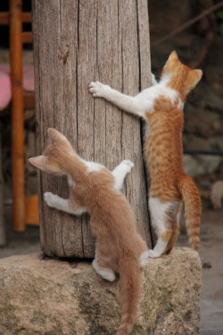  The Curiosity Of Cats by Harry-Paraskeva
