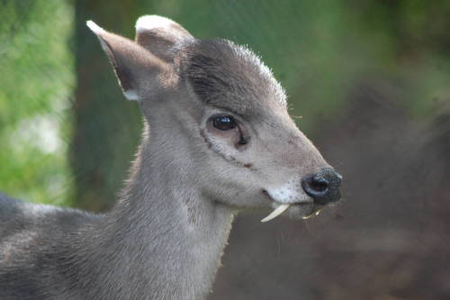 sixpenceee:TUFTED DEER Yes! This cute looking deer vampire exists! It’s scientific name is Elaphodus cephalopus and it’s found in high altitudes in Burma or China. They get their name from the “tuft” of hair they have on their foreheads. In