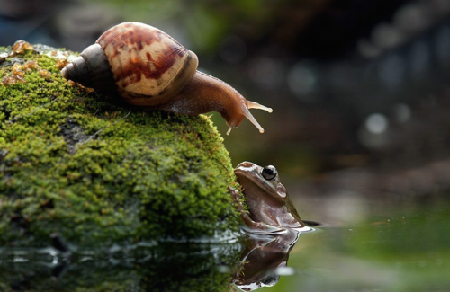 nubbsgalore:nordin seruyan photographs a snail in central borneo asking a frog if he wants a ride