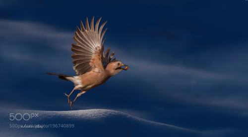 Alakarga - Eurasian Jay - Garrulus glandarius by aatac