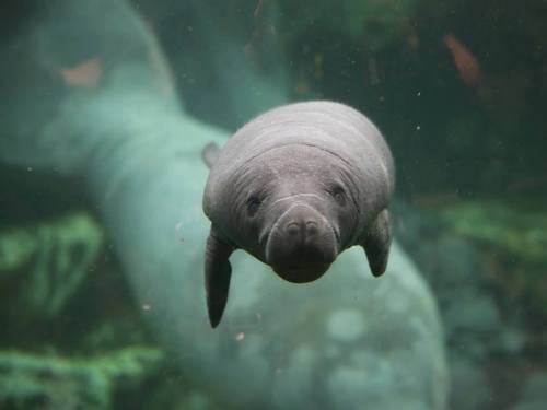 zooborns:Meet the Manatee Calf at Zoo de BeauvalOn April 24, France’s Zoo de Beauval welcomed a male