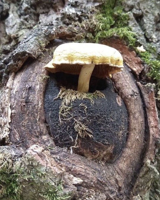 happyheidi:mushrooms in trees ♡(via) 