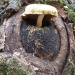 happyheidi:mushrooms in trees ♡(via) 