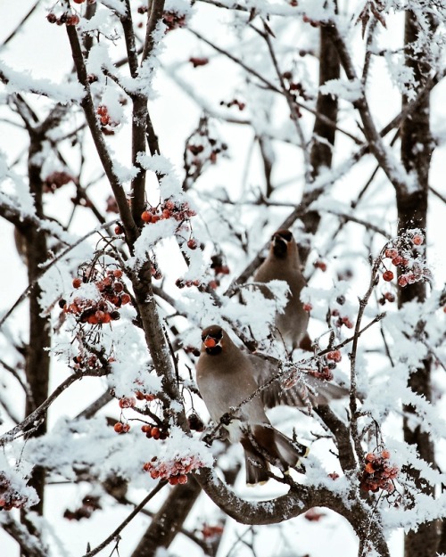  Bombycilla garrulus/Waxwings instagram.com/mossbeast 