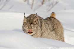 sapphire1707:  Stretching lynx after nap