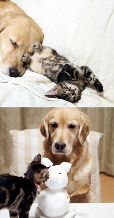 psyfucks: comfortspringstation: Kitten rejected by mother and raised by golden retriever I’m s