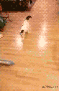 gifak-net:  [video]  That is an awesome cat!!