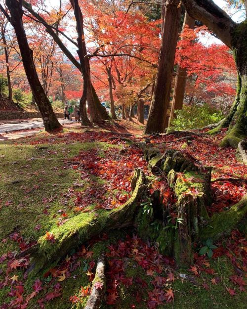 #晩秋の京都 #紅葉狩り #毘沙門堂 #山科 山科、毘沙門堂へは、地下鉄蹴上駅より山科駅まで二駅、徒歩20程です。 なお、大文字のある如意ヶ嶽まで、京都トレイルでのハイキングも可能です。 #momij