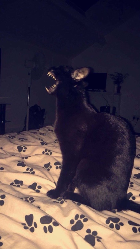 mostlycatsmostly: iffondrels-library:   coolcatgroup:   cursed-kat-images:   Look at those chompers.    @mostlycatsmostly  I’m scared    I drew fanart   @coolcatgroup  