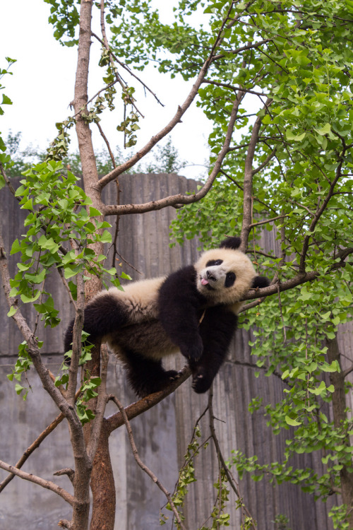 Sex Giant Panda Photos pictures