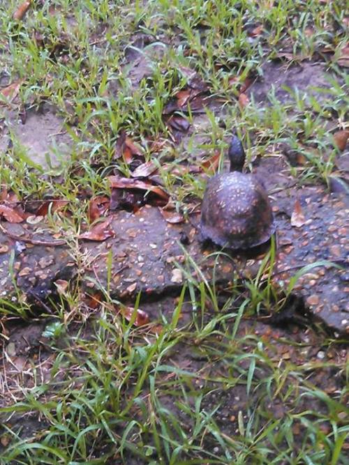 reptiliaherps:  reptilelass:  This is the story of Icarus, AKA Icky, the ornate box turtle that lives in my back yard. Icky is a staple in my yard, since I’ve moved here. He visits regularly to peruse for insects and knock over my cat’s bowl when