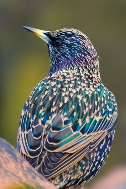 sixpenceee:A starling (Sturnus vulgaris) taken by Serge Sanramat. 