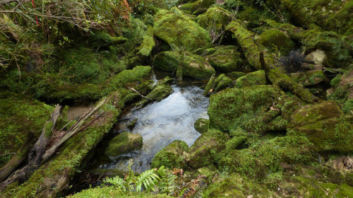 Bullock Creek, Paparoa National Park by New Zealand Wild on Flickr.