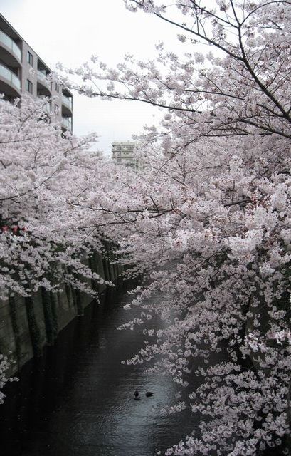 isaykonnichiwa: by roy.a