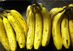 vegancinderella:  Ran out of bananas for a while and I’m glad to have them back in my life  please