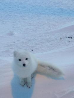  Being followed by this guy in Alaska 