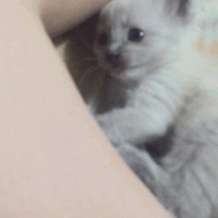 unflatteringcatselfies:  this is mayonnaise, my boyfriend found her in his backyard when she was three weeks old :’)