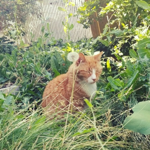 Potato Salad relaxing in the yard ♡ . . #cat #catnap #Potato Salad #Nature #sleepyboy www.in