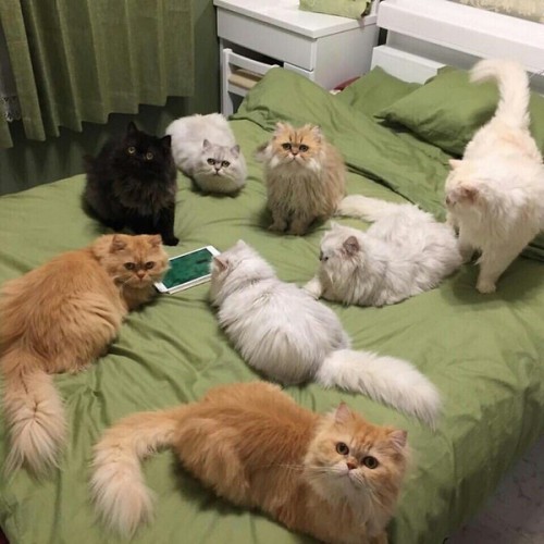 catsuggest:markv5:Место респауна котиковparty tiem !The only party I want in on