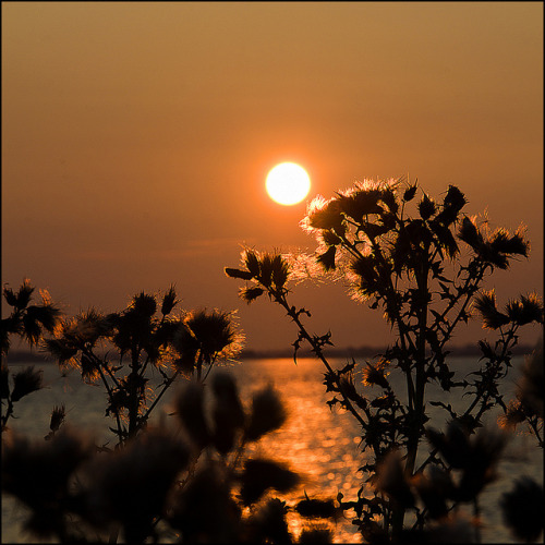 Thistle Sunset by Martin Smith - Having the time of my life! on Flickr.