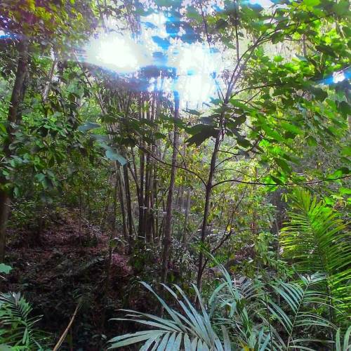 winadianasari:  Welcome to the jungle.. *leuweung tapi sanes geledeugan wkwk #forest #jungle #tree #
