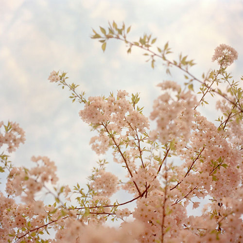 bobbycaputo:  Spring Has Sprung New York City-based photographer Darcy Rogers makes lovely, sweet images of oceans, beaches, spaces and personal objects in square format. She’s also been photographing blossoming branches in spring sunlight. Her series,