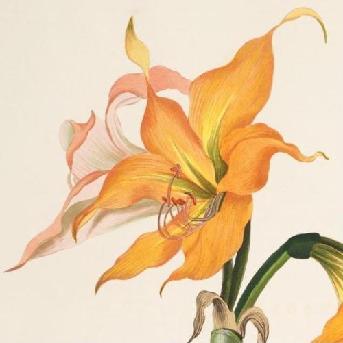 jessica-drewz:Amaryllis crocata, Priscilla Susan Bury